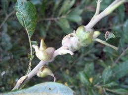 Attēlu rezultāti vaicājumam “Rabdophaga salicis”