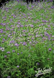 Attēlu rezultāti vaicājumam “Phacelia tanacetifolia”