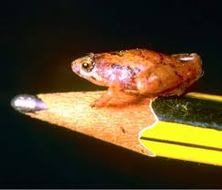 Attēlu rezultāti vaicājumam “Lophocolea minor macro”