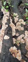Attēlu rezultāti vaicājumam “Trametes suaveolens”
