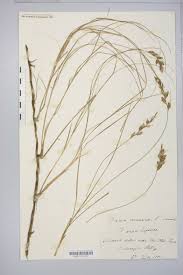 Attēlu rezultāti vaicājumam “Carex arenaria”