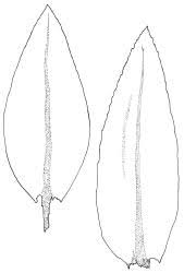 Attēlu rezultāti vaicājumam “Pohlia cruda”