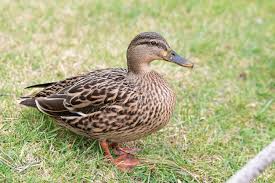 Attēlu rezultāti vaicājumam “Anas platyrhynchos female”