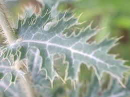 Attēlu rezultāti vaicājumam “Papaver argemone leaf”
