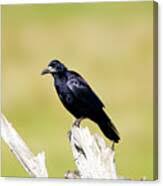 Attēlu rezultāti vaicājumam “Corvus frugilegus”