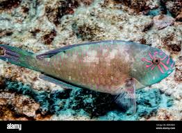 Image result for Calotomus carolinus