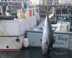 Image result for giant tuna