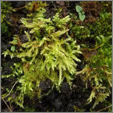 Attēlu rezultāti vaicājumam “Brachythecium rutabulum”