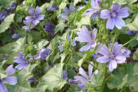 Image result for Malva sylvestris var. mauritiana