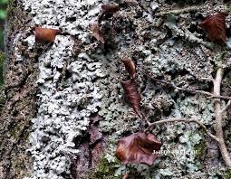 Attēlu rezultāti vaicājumam “Lobaria amplissima”