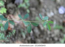 Attēlu rezultāti vaicājumam “Melilotus albus leaf”