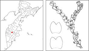 Attēlu rezultāti vaicājumam “Anastrophyllum minutum”