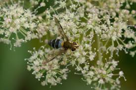 Attēlu rezultāti vaicājumam “Leucozona glaucia”