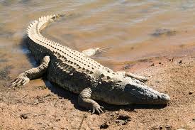 Image result for Crocodylus acutus