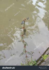 Attēlu rezultāti vaicājumam “Elatinaceae”