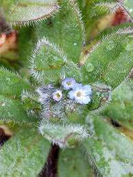 Attēlu rezultāti vaicājumam “Myosotis micrantha”