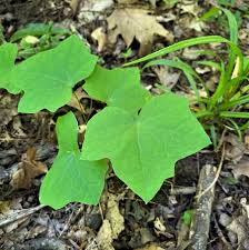 Attēlu rezultāti vaicājumam “Menispermum dauricum leaf”