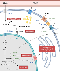 Image result for BCKA