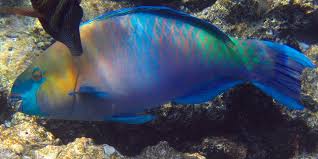 Image result for Scarus ferrugineus