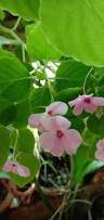 Image result for Impatiens walleriana