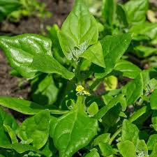 Image result for Neuseeländer Salat