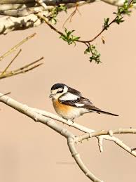 Image result for Lanius nubicus