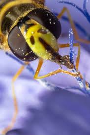 Attēlu rezultāti vaicājumam “Arctophila superbiens”