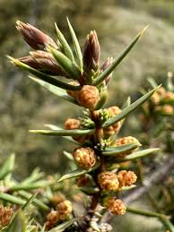 Attēlu rezultāti vaicājumam “Juniperus communis male flower”