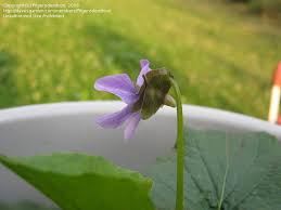 Attēlu rezultāti vaicājumam “Viola uliginosa bud”