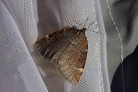 Attēlu rezultāti vaicājumam “Epirranthis diversata”