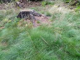 Attēlu rezultāti vaicājumam “Deschampsia flexuosa”