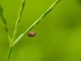 Attēlu rezultāti vaicājumam “Cribraria argillacea macro”