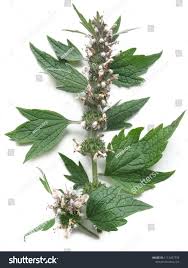 Attēlu rezultāti vaicājumam “Leonurus cardiaca”