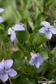 Attēlu rezultāti vaicājumam “Viola canina fruit”