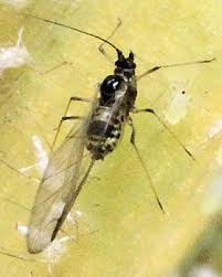 Attēlu rezultāti vaicājumam “Thecabius affinis nymph”