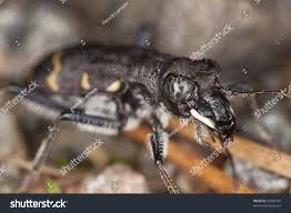 Attēlu rezultāti vaicājumam “Cicindela sylvatica”