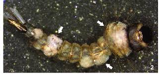 Attēlu rezultāti vaicājumam “Orthosia sp. larva”