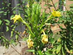Attēlu rezultāti vaicājumam “Oenothera biennis bud”