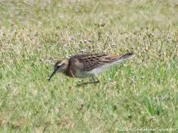 Image result for Calidris subminuta