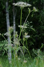 Attēlu rezultāti vaicājumam “Peucedanum palustre leaf”