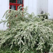 Attēlu rezultāti vaicājumam “Cotoneaster multiflorus”