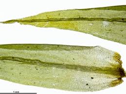 Attēlu rezultāti vaicājumam “| Dicranum”