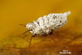 Attēlu rezultāti vaicājumam “Orthezia urticae”