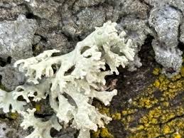 Attēlu rezultāti vaicājumam “Hypogymnia tubulosa”