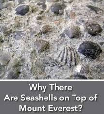 Image result for mountain top seashell