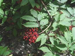 Attēlu rezultāti vaicājumam “Sambucus racemosa leaf”