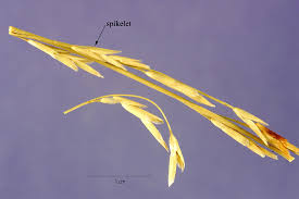 Attēlu rezultāti vaicājumam “Glyceria fluitans leaf”