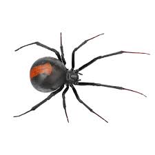Image result for spider
