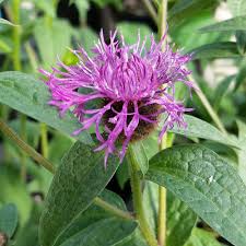 Attēlu rezultāti vaicājumam “Centaurea”