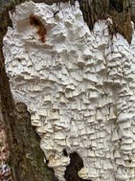 Attēlu rezultāti vaicājumam “Antrodia xantha”